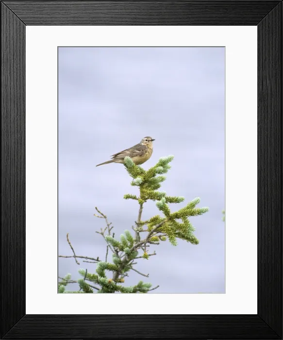Framed Print : Water Pipit Framed Print : Water Pipit