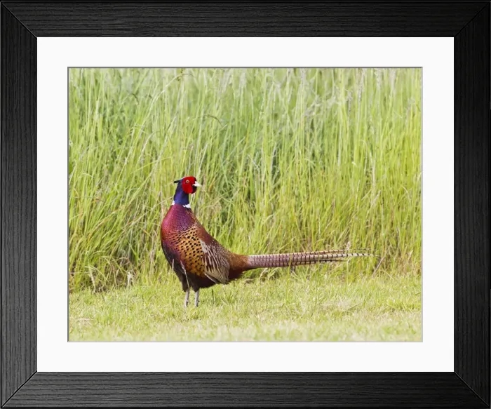 Framed Print : Pheasant - cock Ring Necked - walking in meadow - Bedfordshire UK 12011 Framed Print : Pheasant - cock Ring Necked - walking in meadow - Bedfordshire UK 12011