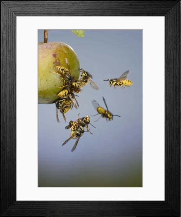 Framed Print : Wasps - Common Wasps & Median Wasp ( Dolichovespula media) - fighting around a greengage 8250