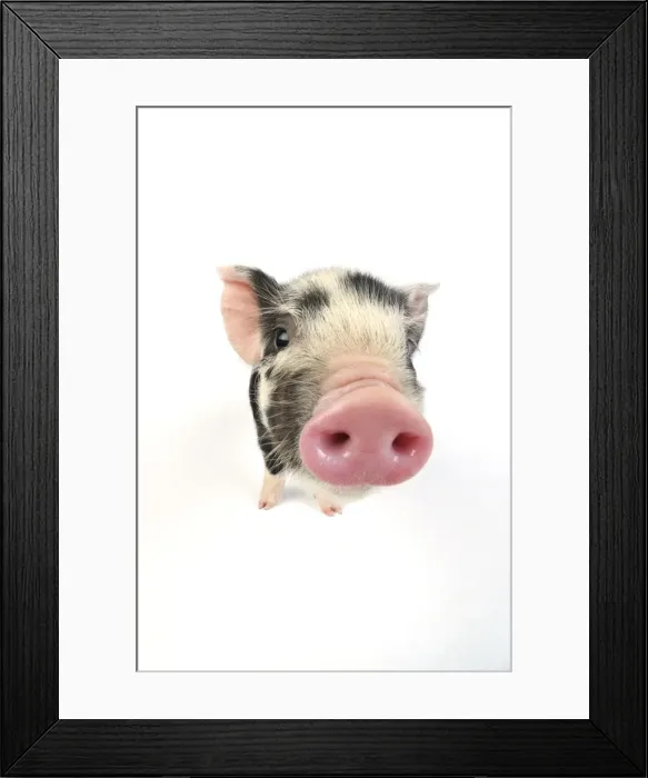 Framed Print : Pig. Kune Kune piglet on white background Framed Print : Pig. Kune Kune piglet on white background