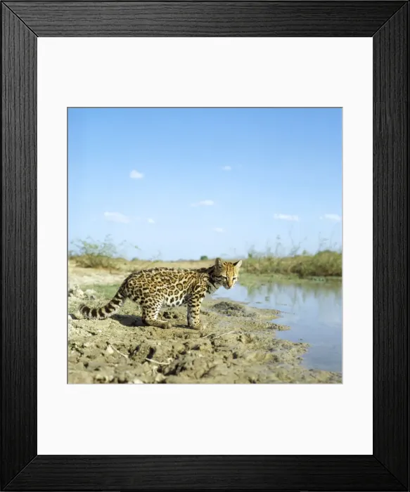 Framed Print : Ocelot. AW-3497. OCELOT NEAR WATER. Adrian Warren Framed Print : Ocelot. AW-3497. OCELOT NEAR WATER. Adrian Warren