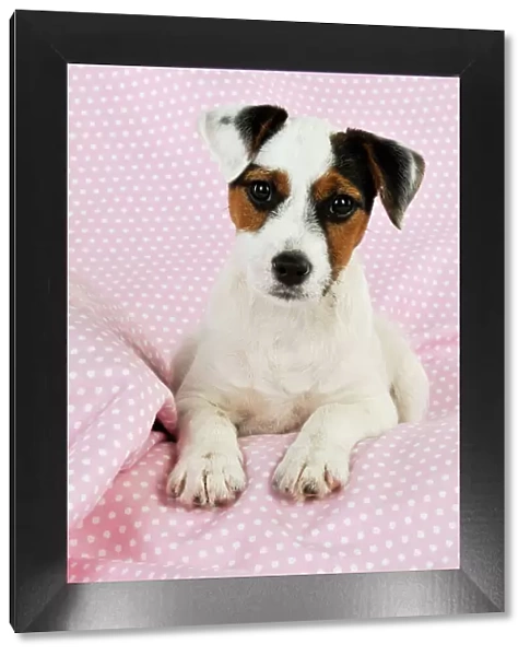 DOG. Parson jack russell terrier puppy laying on spotty blanket
