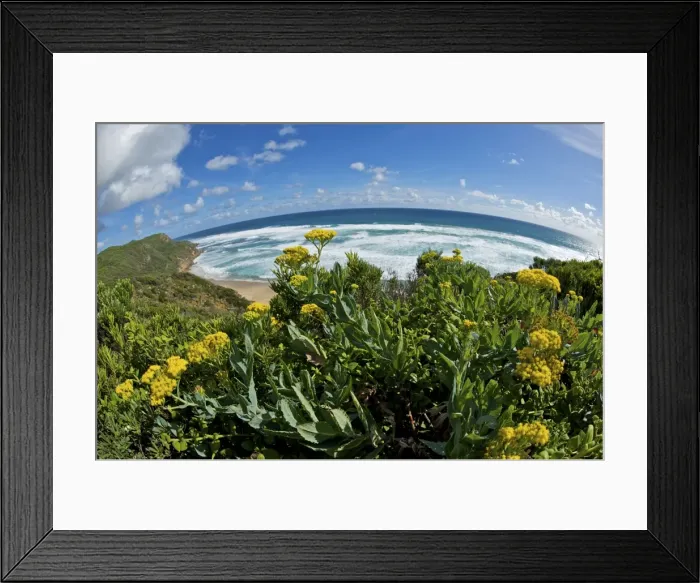 Framed Print : Flowers and Ocean as viewed from the Great Ocean Road - fisheye lens - Australia Framed Print : Flowers and Ocean as viewed from the Great Ocean Road - fisheye lens - Australia
