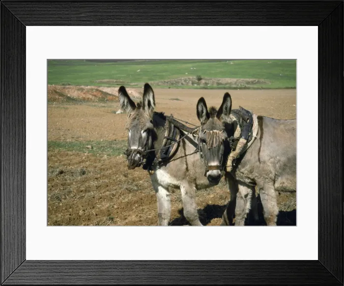 Framed Print : Donkey - working donkeys ploughing filed Spain Framed Print : Donkey - working donkeys ploughing filed Spain