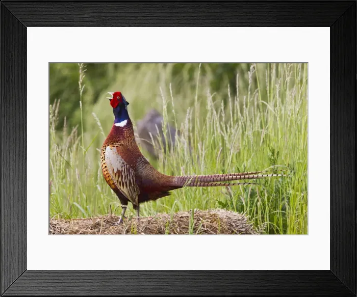 Framed Print : Pheasant - cock Ring Necked - displaying - Bedfordshire UK 12013 Framed Print : Pheasant - cock Ring Necked - displaying - Bedfordshire UK 12013