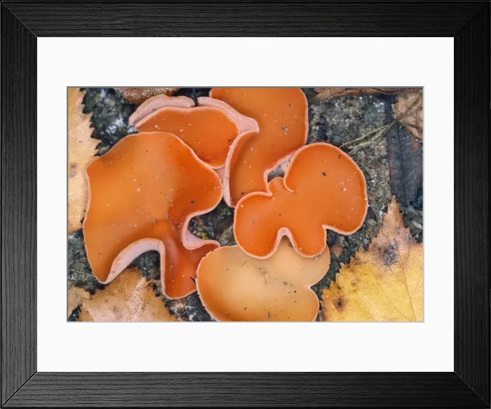 Framed Print : Orange Peel Fungus Framed Print : Orange Peel Fungus