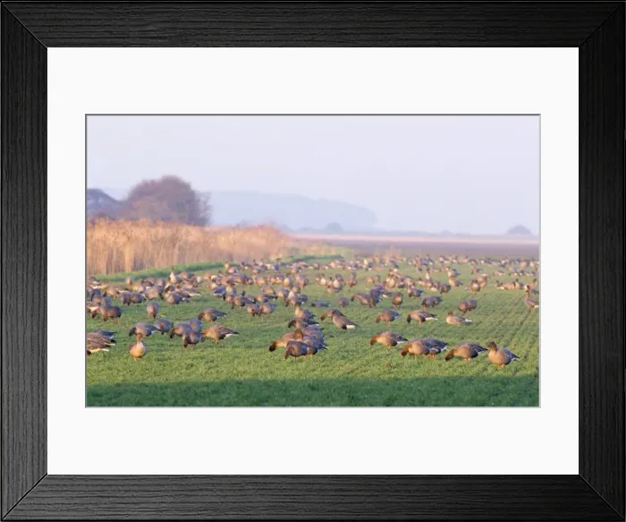 Framed Print : Pink-footed Goose Framed Print : Pink-footed Goose