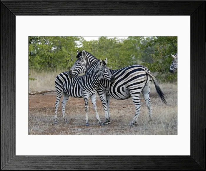 Framed Print : Burchell's / Plains Zebra - mare resting chin on foal. Letaba, Kruger National Park, South Africa Framed Print : Burchell's / Plains Zebra - mare resting chin on foal. Letaba, Kruger National Park, South Africa