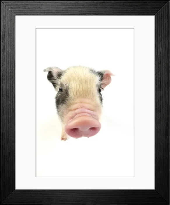 Framed Print : Pig. Kune Kune piglet on white background Framed Print : Pig. Kune Kune piglet on white background