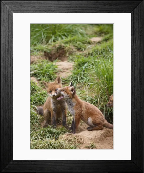 Framed Print : Red Fox - cubs playing near earth - Bedfordshire UK 10062 Framed Print : Red Fox - cubs playing near earth - Bedfordshire UK 10062