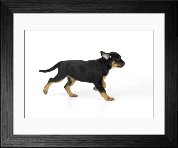 Framed Print : DOG. Rottweiler puppy running Framed Print : DOG. Rottweiler puppy running