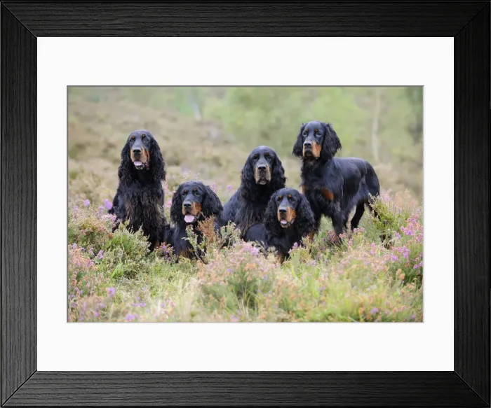 Framed Print : DOG. Gordon Setters sitting in heather Framed Print : DOG. Gordon Setters sitting in heather