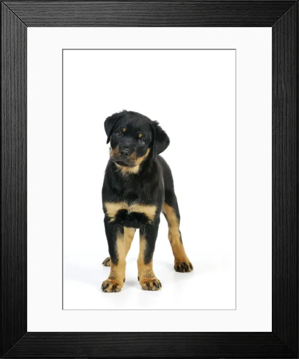 Framed Print : DOG. Rottweiler puppy standing Framed Print : DOG. Rottweiler puppy standing