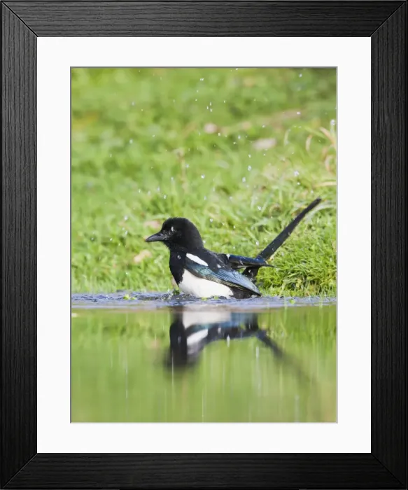 Framed Print : Magpie - bathing in pond - Bedfordshire UK 11940 Framed Print : Magpie - bathing in pond - Bedfordshire UK 11940
