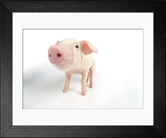 Framed Print : Pig. British lop piglet on white background Framed Print : Pig. British lop piglet on white background