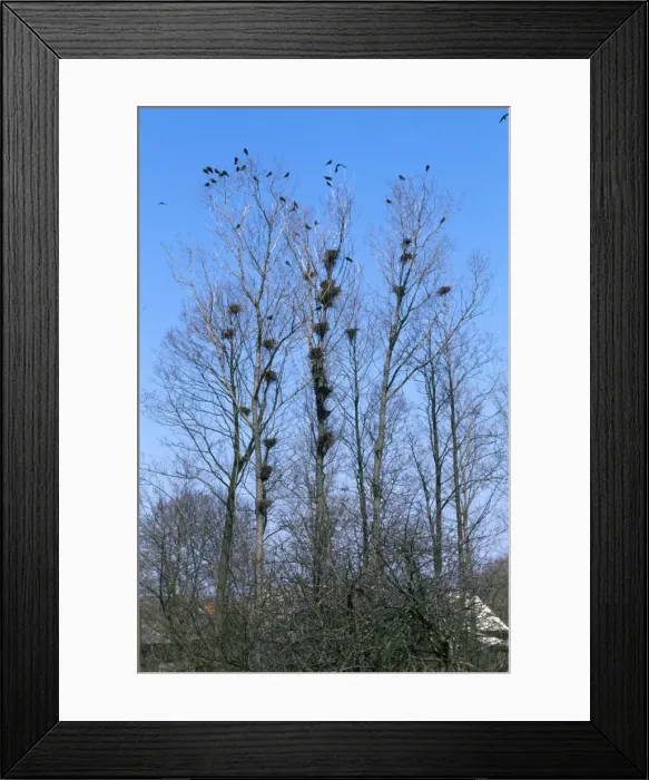 Framed Print : Rooks - at roost Framed Print : Rooks - at roost