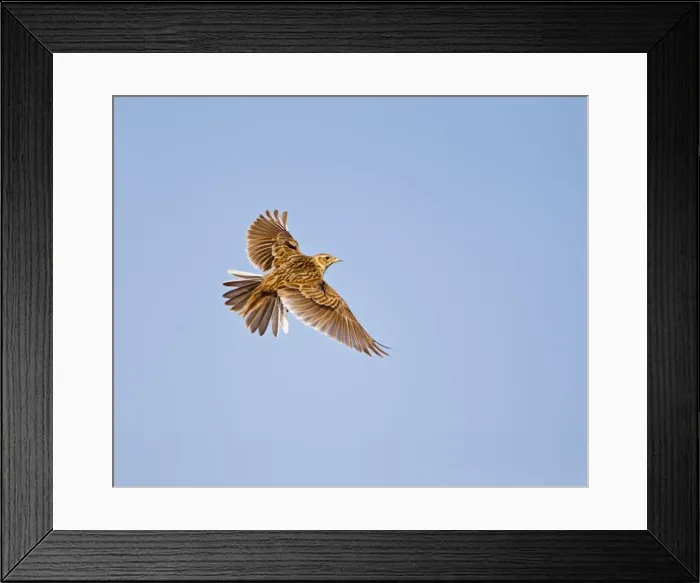 Framed Print : Skylark - in flight - North Wales UK 12009 Framed Print : Skylark - in flight - North Wales UK 12009