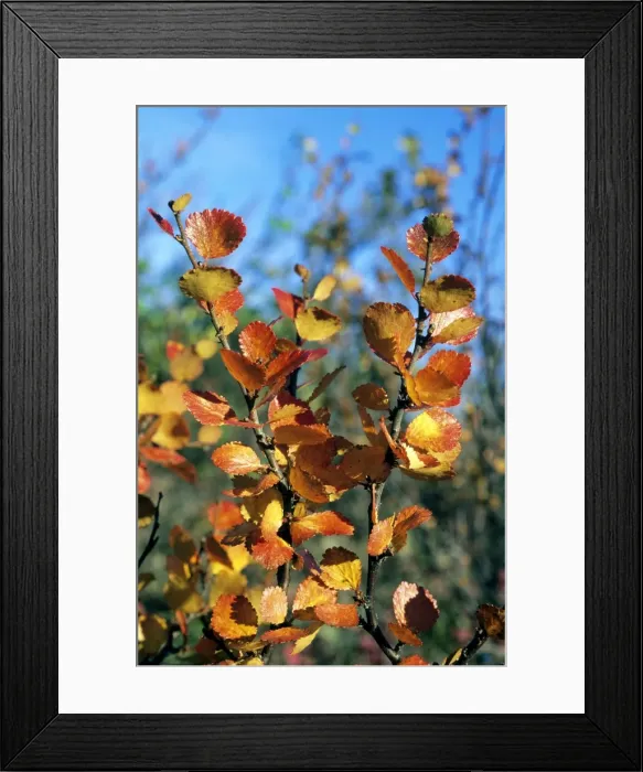 Framed Print : Arctic Birch / Dwarf Birch - leaves in autumn - most typical plant in semi-tundra near Dudinka, Yenisey river basin, Russian Arctic. August. Di32. 0194 Framed Print : Arctic Birch / Dwarf Birch - leaves in autumn - most typical plant in semi-tundra near Dudinka, Yenisey river basin, Russian Arctic. August. Di32. 0194
