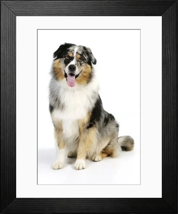 Framed Print : DOG. Australian shepherd dog sitting Framed Print : DOG. Australian shepherd dog sitting