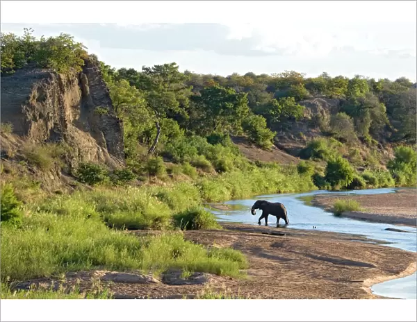 African Elephant - crossing Letaba River, backlit by evening light. Kruger National Park, South Africa