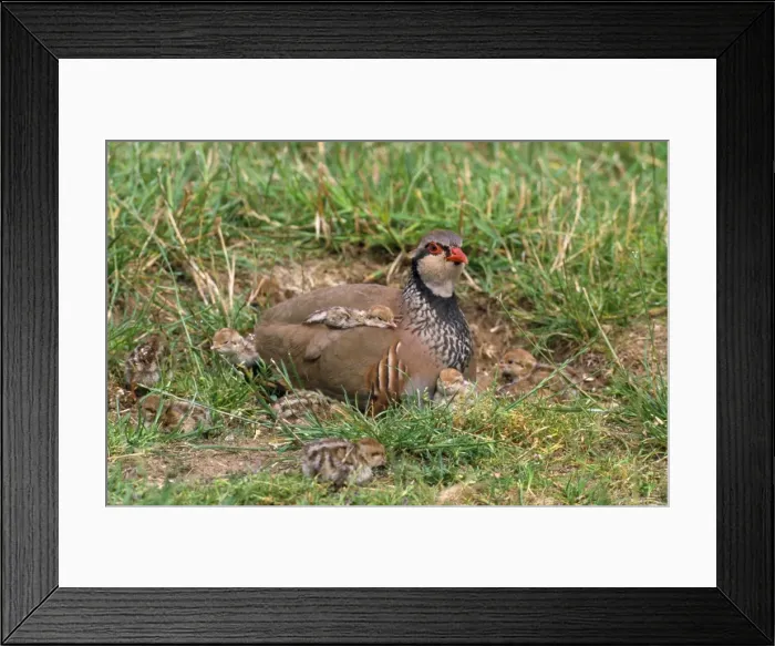 Framed Print : Red-leggd Partridge - adult with young Framed Print : Red-leggd Partridge - adult with young