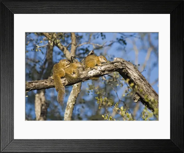 Framed Print : Tree Squirrels - group basking in early morning sun on tree branch - Biyamiti, Kruger National Park, South Africa Framed Print : Tree Squirrels - group basking in early morning sun on tree branch - Biyamiti, Kruger National Park, South Africa