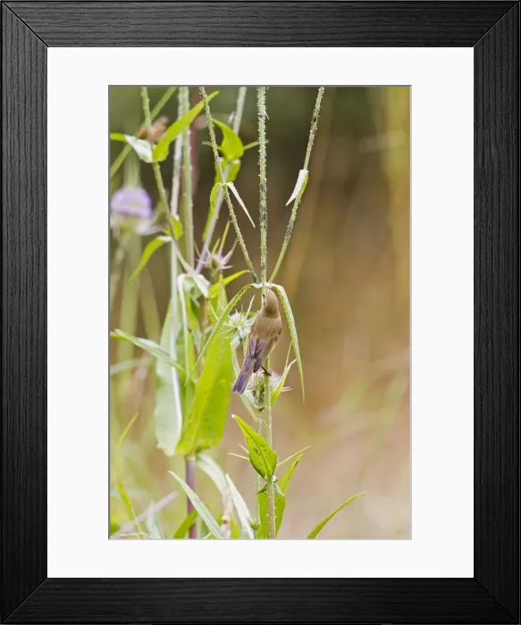 Framed Print : Willow Warbler - taking Black Fly from teasel - Bedfordshire UK 11964 Framed Print : Willow Warbler - taking Black Fly from teasel - Bedfordshire UK 11964