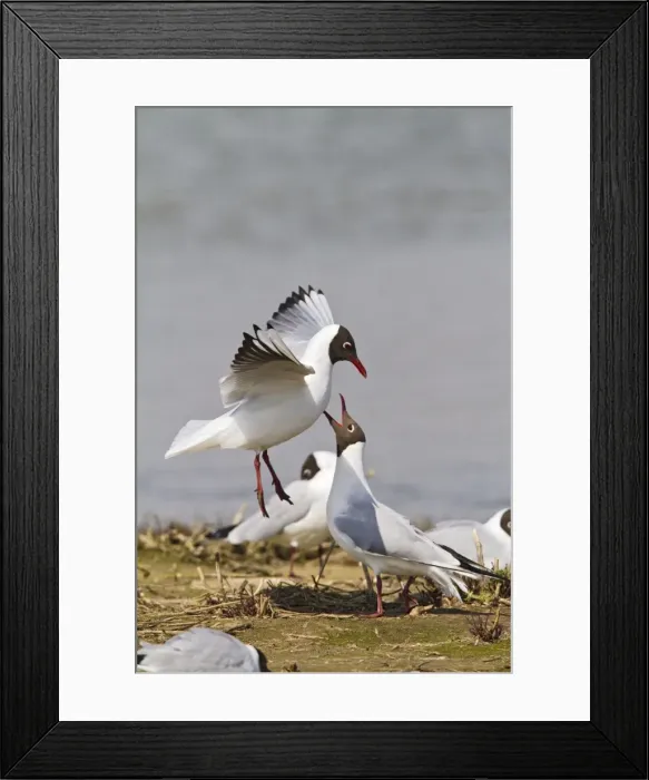 Framed Print : Black Headed Gull - pair in courtship - Norfolk UK 9733 Framed Print : Black Headed Gull - pair in courtship - Norfolk UK 9733