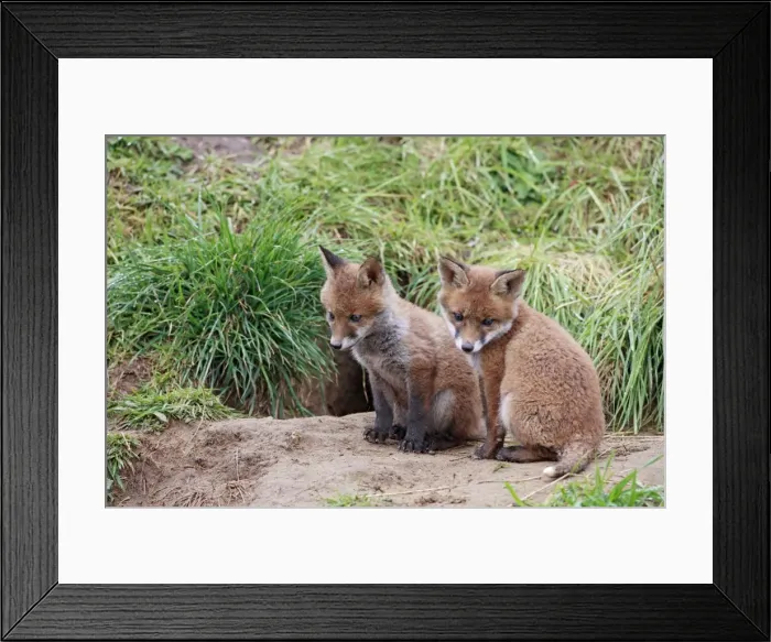 Framed Print : Red Fox - cubs outside earth - Bedfordshire UK 9939 Framed Print : Red Fox - cubs outside earth - Bedfordshire UK 9939