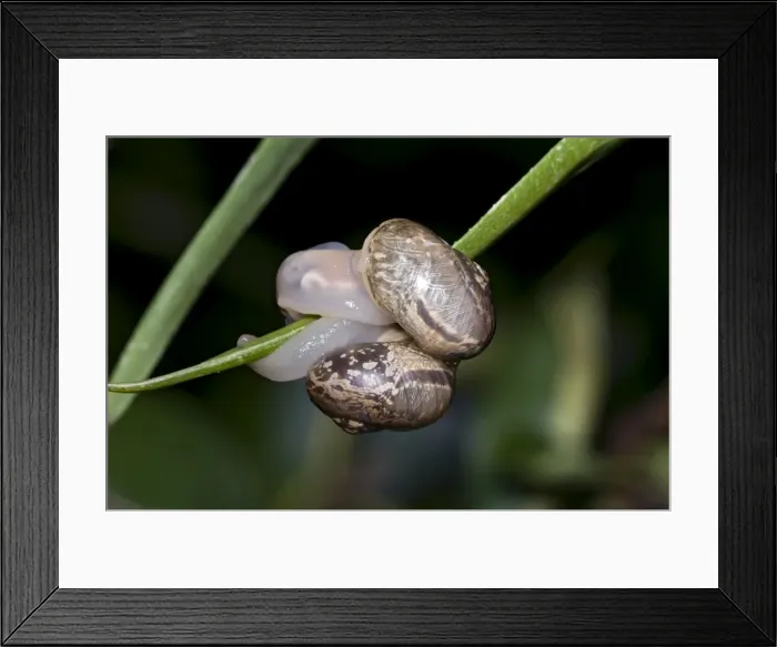 Framed Print : Snails - mating. Grahamstown, Eastern Cape, South Africa Framed Print : Snails - mating. Grahamstown, Eastern Cape, South Africa