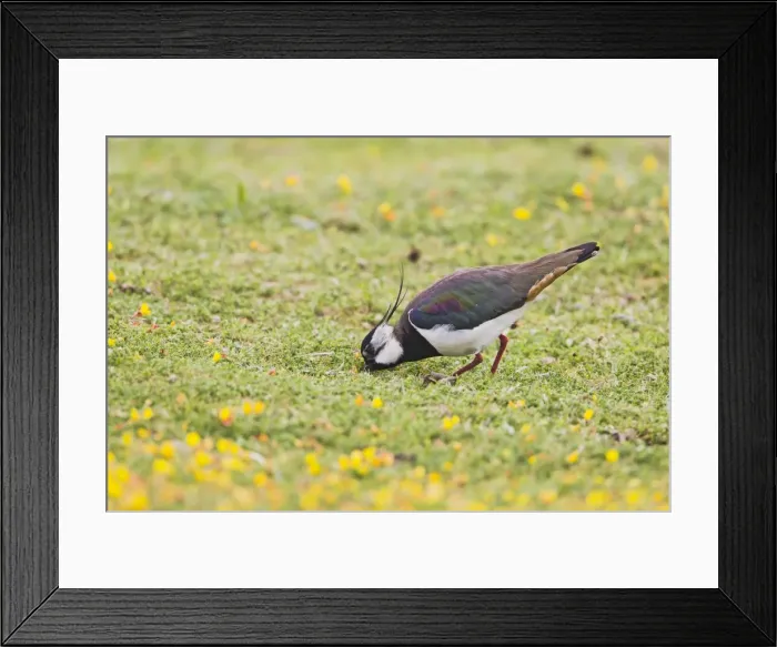 Framed Print : Lapwing / Peewit / Green Plover - feeding in meadow - North Wales UK 12005 Framed Print : Lapwing / Peewit / Green Plover - feeding in meadow - North Wales UK 12005