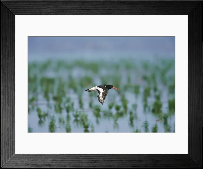 Framed Print : Oystercatcher - in flight