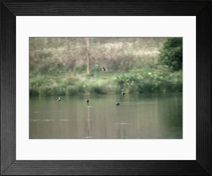 Framed Print : White-vented Needletail Swift - worlds fastest flying bird - Khao Yai National Park Thailand