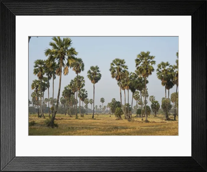 Framed Print : Sugar Palm Trees - among rice plantation - Thailand Framed Print : Sugar Palm Trees - among rice plantation - Thailand