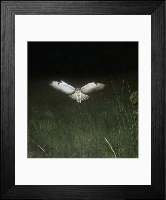 Framed Print : Augur Buzzard - in flight Framed Print : Augur Buzzard - in flight