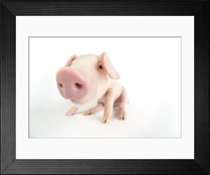 Framed Print : Pig. British lop piglet on white background Framed Print : Pig. British lop piglet on white background