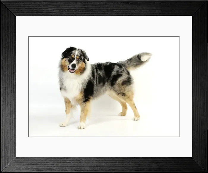 Framed Print : DOG. Australian shepherd dog standing Framed Print : DOG. Australian shepherd dog standing