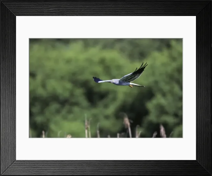 Framed Print : Montagu's Harrier - in flight Framed Print : Montagu's Harrier - in flight