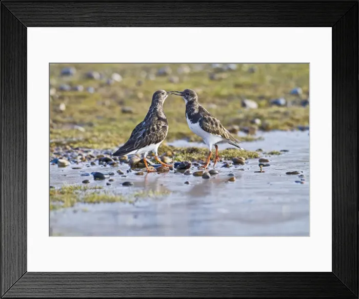 Framed Print : Turnstone - two displaying - Norfolk UK 9001 Framed Print : Turnstone - two displaying - Norfolk UK 9001
