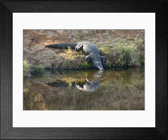Framed Print : Nile Crocodile - entering water. Mopani, Kruger National Park, South Africa Framed Print : Nile Crocodile - entering water. Mopani, Kruger National Park, South Africa