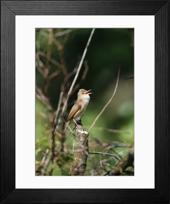 Framed Print : Marsh Warbler - singing Framed Print : Marsh Warbler - singing