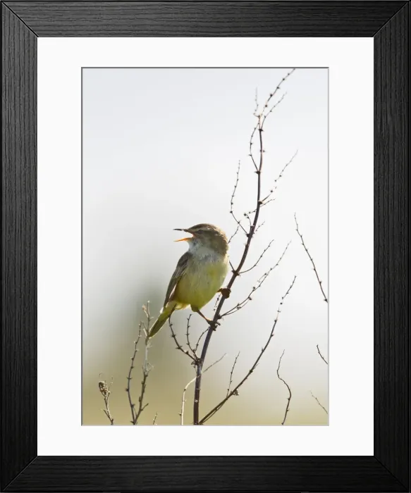 Framed Print : Sedge Warbler - singing - North Wales UK 11955 Framed Print : Sedge Warbler - singing - North Wales UK 11955