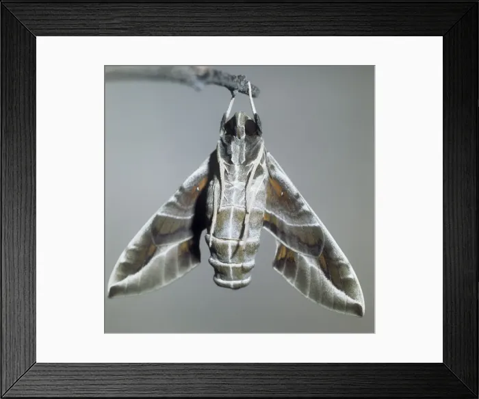 Framed Print : Oleander Hawk Moth - hanging from twig Framed Print : Oleander Hawk Moth - hanging from twig