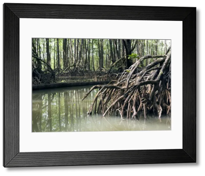 Framed Print : Mangrove forest in the valley of a river in Sabang National Park, Sabang, Palawan, Philippines. February. Ph41. 1296 Framed Print : Mangrove forest in the valley of a river in Sabang National Park, Sabang, Palawan, Philippines. February. Ph41. 1296