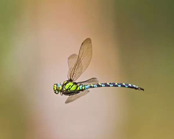 Southern Hawker Dragonfly - female in flight - Bedfordshire UK 12231