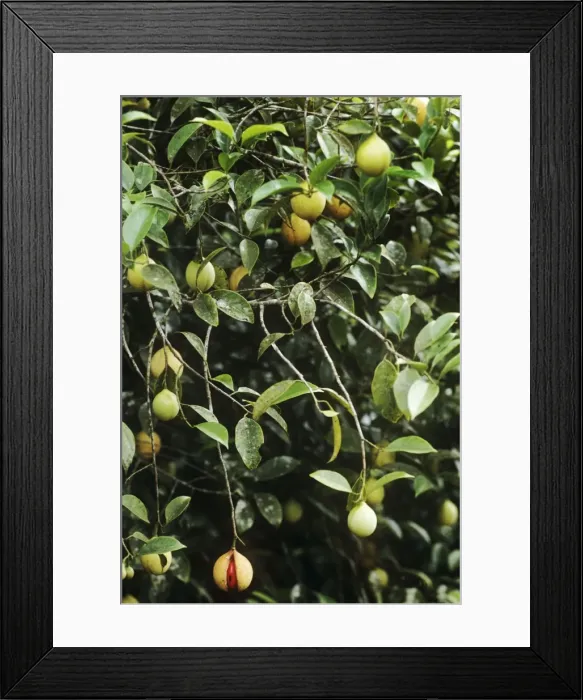 Framed Print : Nutmeg - bush with fruit Framed Print : Nutmeg - bush with fruit