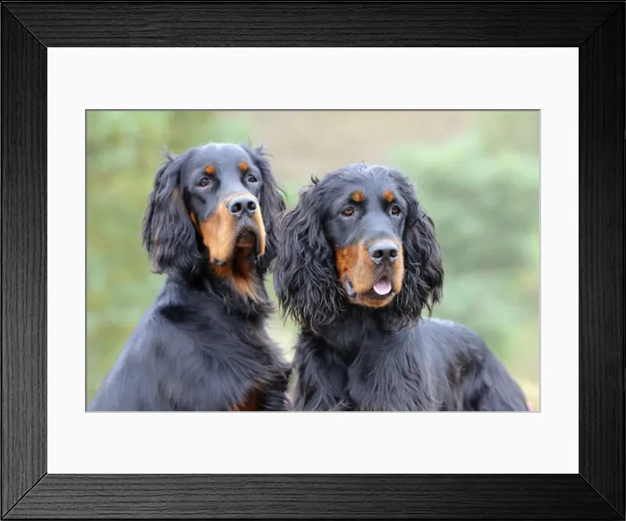 Framed Print : DOG. Gordon Setters close up Framed Print : DOG. Gordon Setters close up