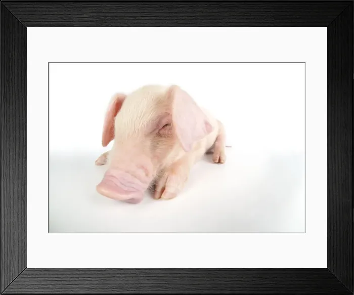 Framed Print : Pig. British lop piglet on white background Framed Print : Pig. British lop piglet on white background