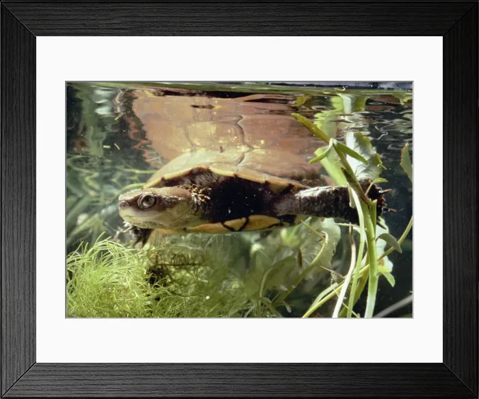 Framed Print : Short-Necked Swamp Turtle - Western Australia Framed Print : Short-Necked Swamp Turtle - Western Australia