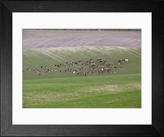 Framed Print : Fallow Deer- in wheat field showing crop damage - Hertfordshire UK 9888 Framed Print : Fallow Deer- in wheat field showing crop damage - Hertfordshire UK 9888